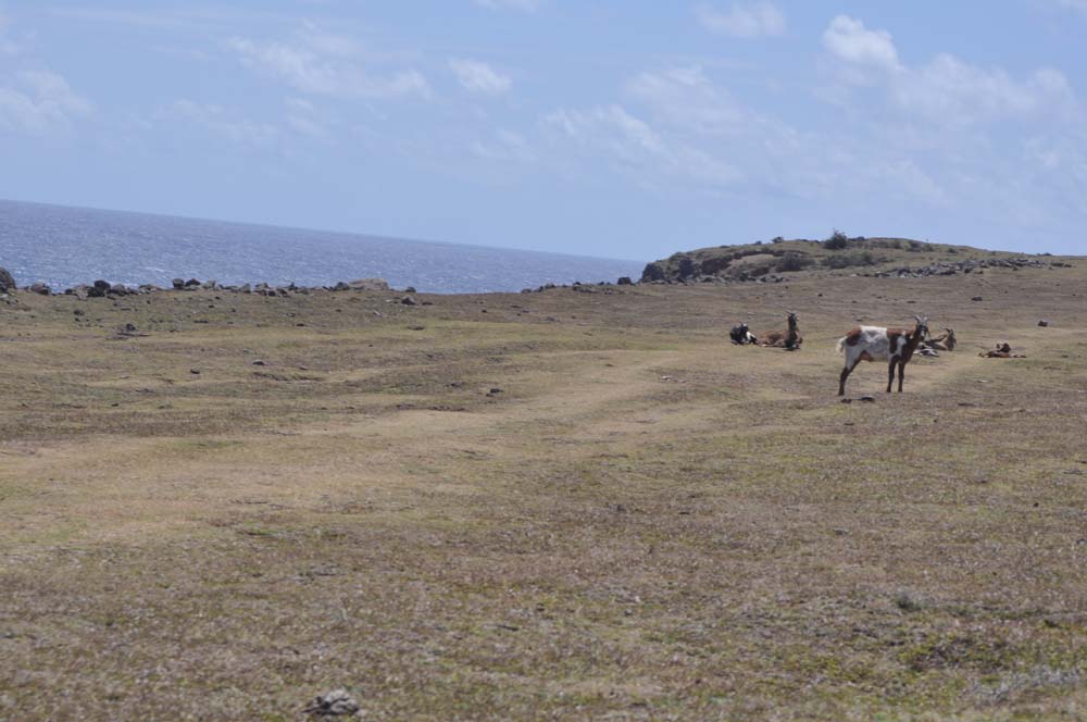 green-statia-or-how-to-regain-balance-between-nature-and-agriculture-wur